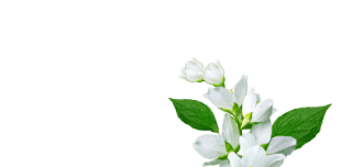 Eaux florales - J