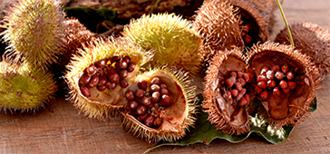 L’urucum, c’est quoi ?